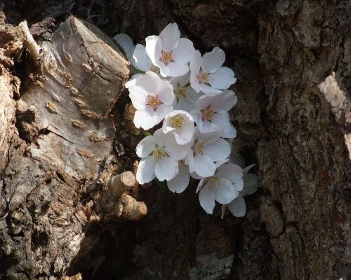 h23_spring03.jpg