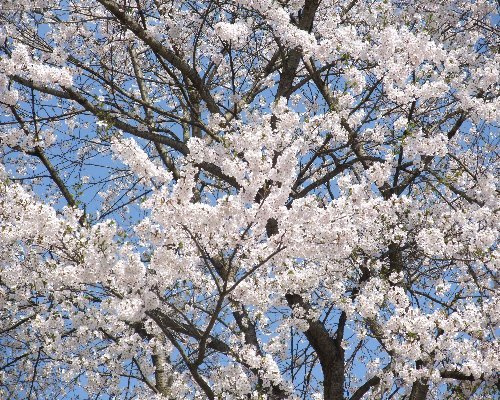 h23_spring05.jpg